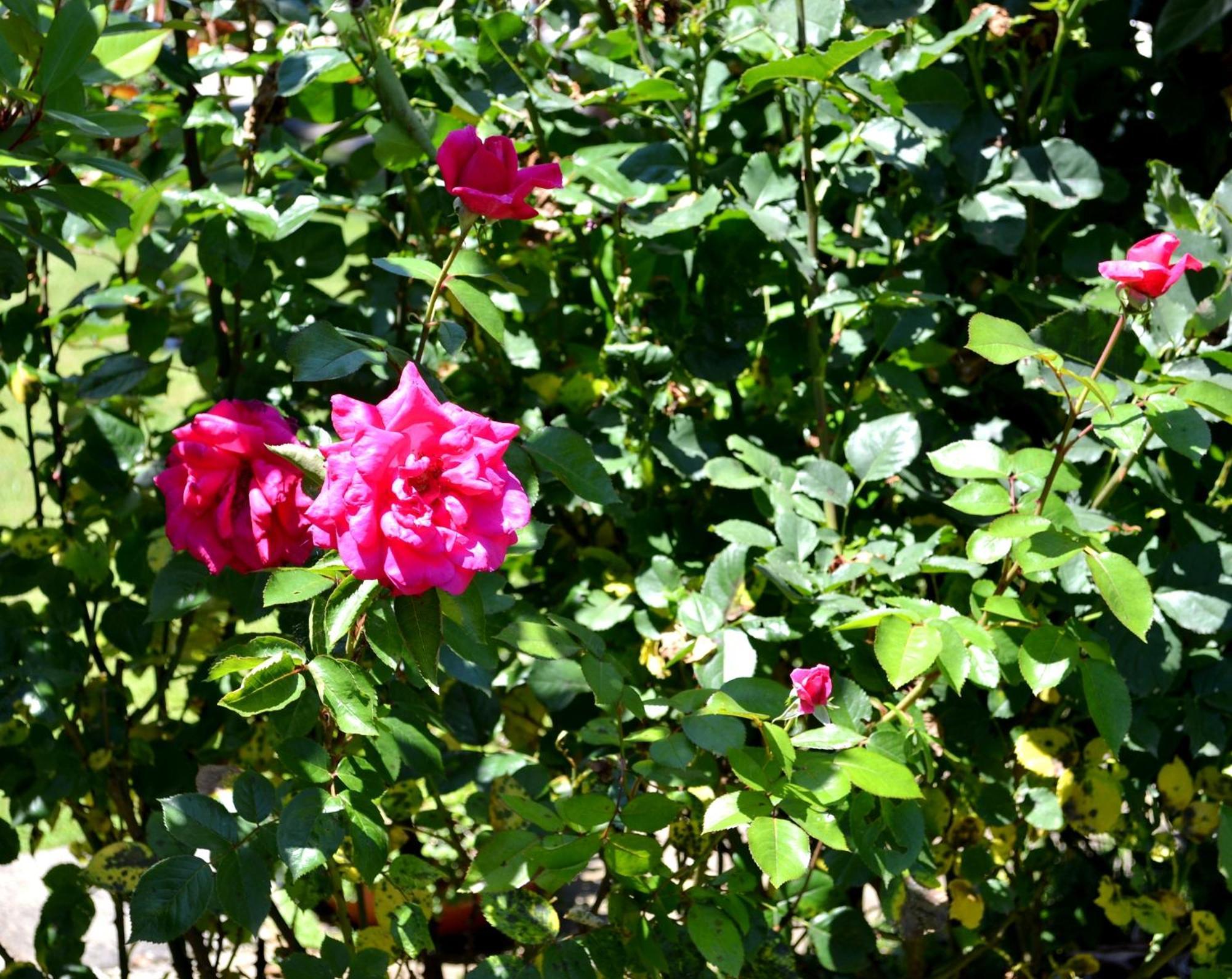Guest House Diabora Arbanasi Rum bild